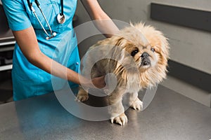 Dog examination at vet ambulance