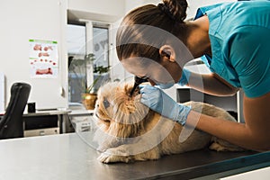 Dog examination at vet ambulance.