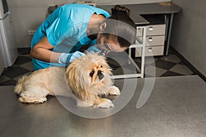 Dog examination at vet ambulance.