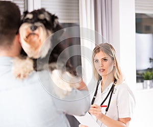 Dog examination at veterinarian
