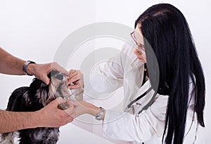 Dog examination at veterinarian