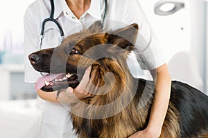 Dog examination by veterinary doctor in clinic