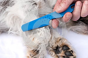 Dog examine for fleas with the flea comb - grooming