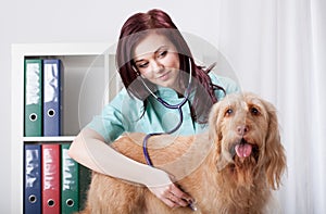 Dog examined by female vet