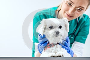 Dog is examined by vet