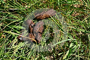 A dog excrement on a hiking trail