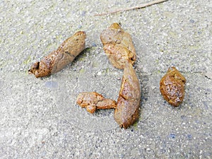 Dog excrement solid