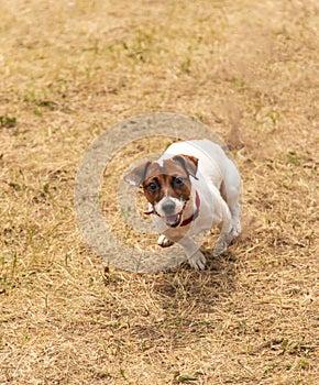 The dog executes commands on a walk