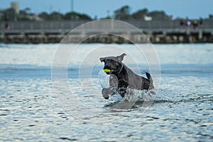 Dog exercising in the water - Brighton Dog Beach - cooling down on hot days