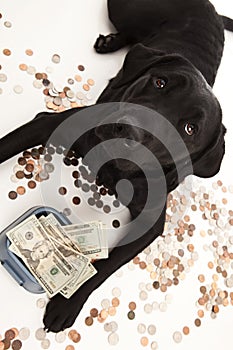 Dog Expenses