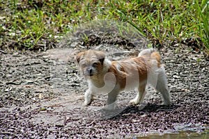 Dog exploring around muddy pond