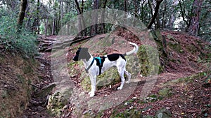 Dog exploring the forest