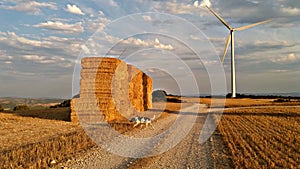 Dog exploring the wheat field