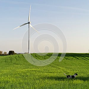 Dog Exploring the Windmills fields