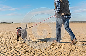 Dog on a extendable leash or lead on a beach in winter