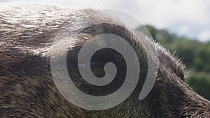 Dog Eye Blinking, Close Up