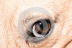 Dog eye close-up - pet eye isolated