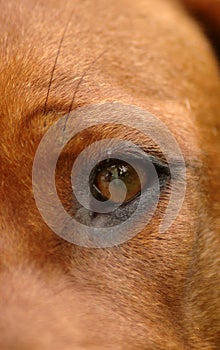 Dog eye closeup