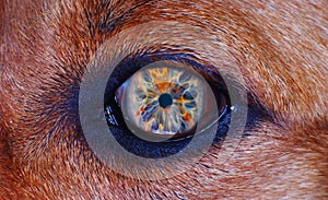 Pes oko v makro 