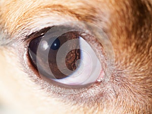 Dog eye macro