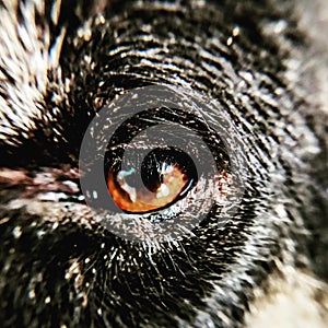 Dog eye nature macrolover macro