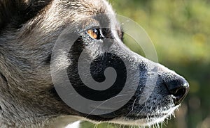 Dog eye