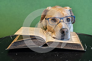 Dog with eyeglasses lying on open big book. Tired reader. Study for exams