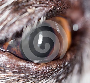 Dog eyes. macro