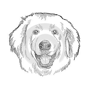 Vector hand drawn sketch of Pyrenean Mountain Dog or Patou in black isolated on white background. photo