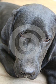 Dog face in close up. Black Labrador Puppy. Dog macro photo.