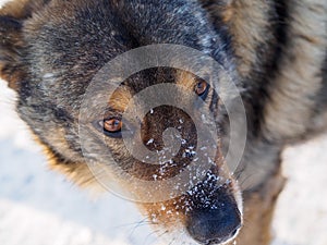 Dog face close up. gray wolf-like dog