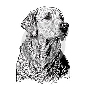 Dog face drawn in black and white style. vector illustration, white background, label, sticker, t-shirt design