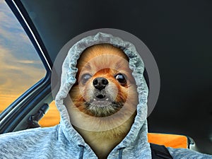 Dog face hoodie car driver baring teeth photo