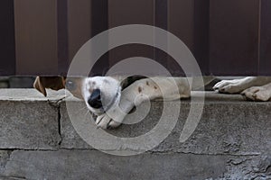 Dog face with nose and paw looks out in hole under red fence,