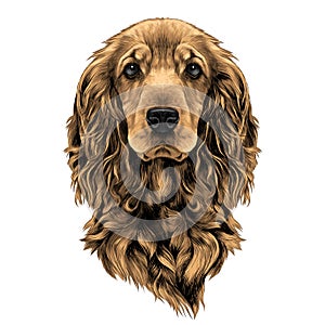 Dog face sketch vector graphics