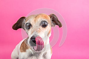 Dog face waiting for delicious lunch food. Bright pink background