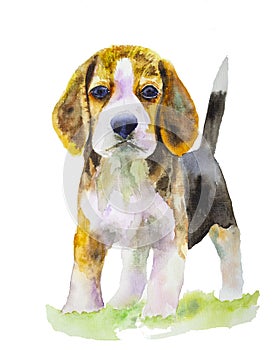 Dog face in watercolor painted