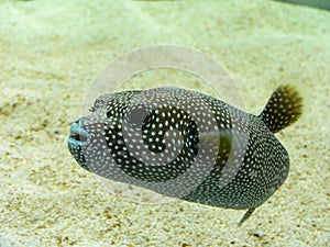 Dog Faced Puffer Fish