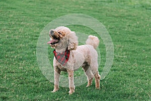 A dog facing to the sky and happy and smile on the grass