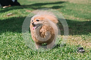 A dog facing to the sky and happy and smile on the grass