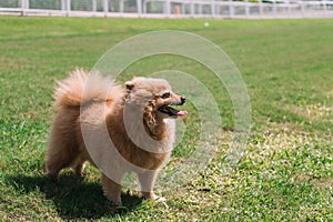 A dog facing to the sky and happy and smile on the grass