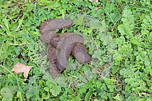 Dog faeces in a park