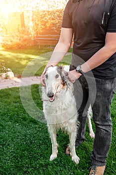 Dog faithfully looks into the eyes of the owner. Tra/ining of Pets. breeding of dogs of breed Russian Borzoi