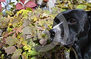 Loyal Dog Fall Portrait photo