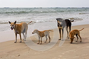 Dog family on the beach, Goa, India