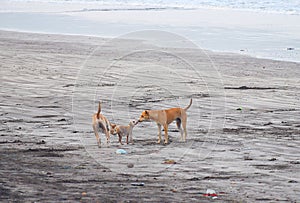 Dog Family expressing Love on a Beach...