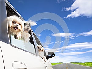 Dog family traveling road trip