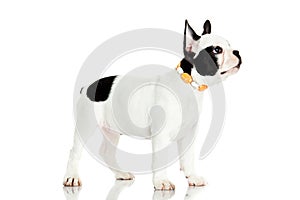 Dog faschion french bulldog isolated on white background photo