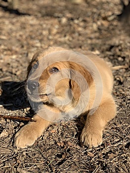 Dog favorite pet walks in the field