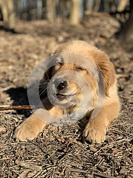 Dog favorite pet walks in the field